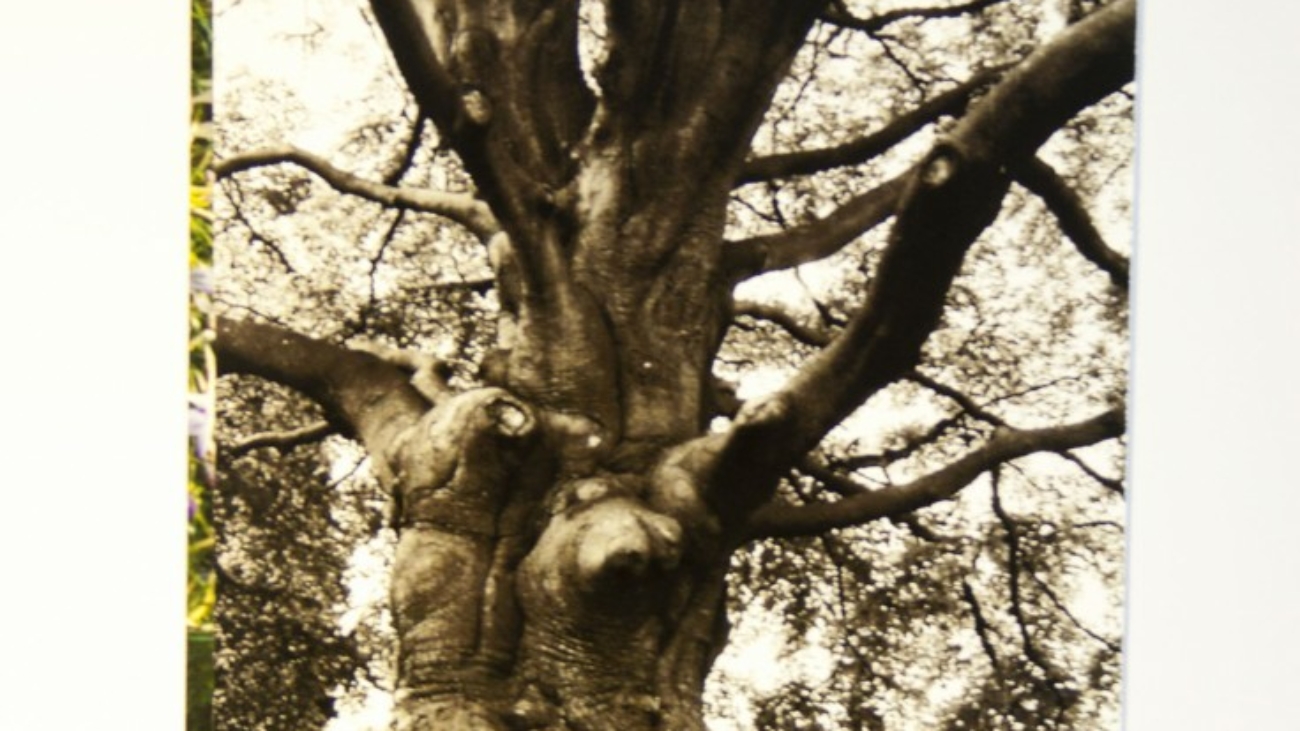 tree_postcard